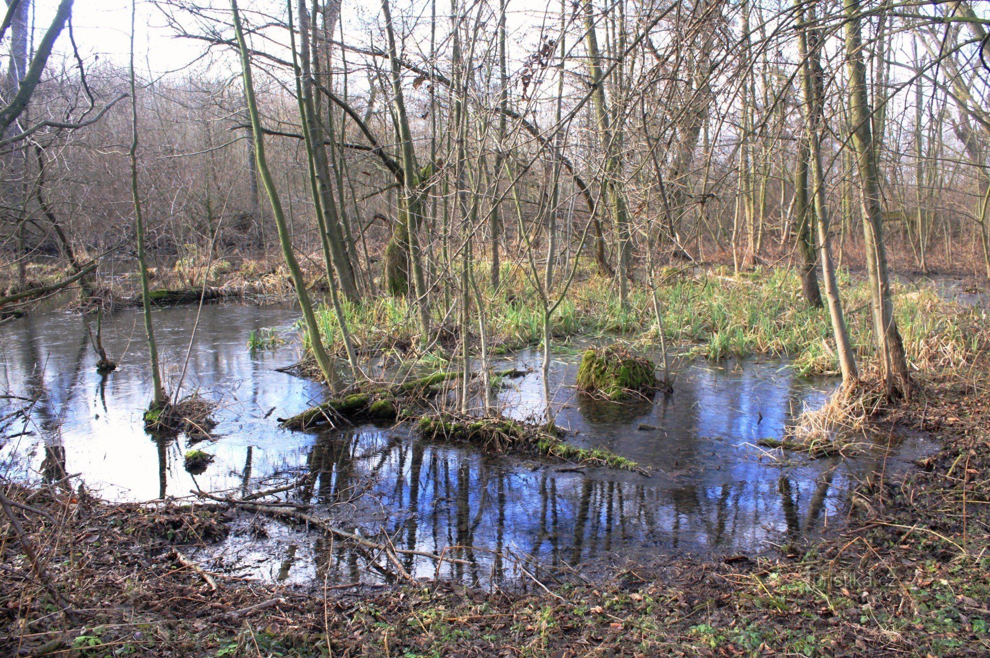 Pačkův-skov og Šatava-floden - naturreservat