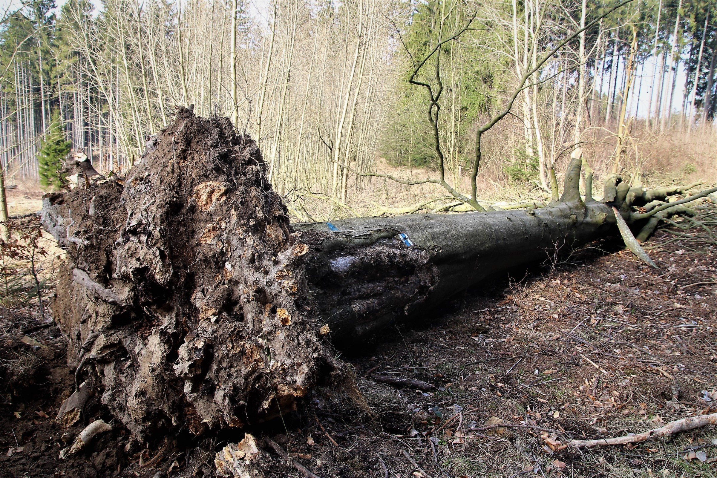 Eine umgestürzte alte Buche am Rand der Wiese in der Nähe des Brunnens