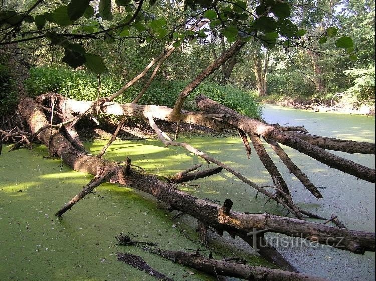 fallen tree