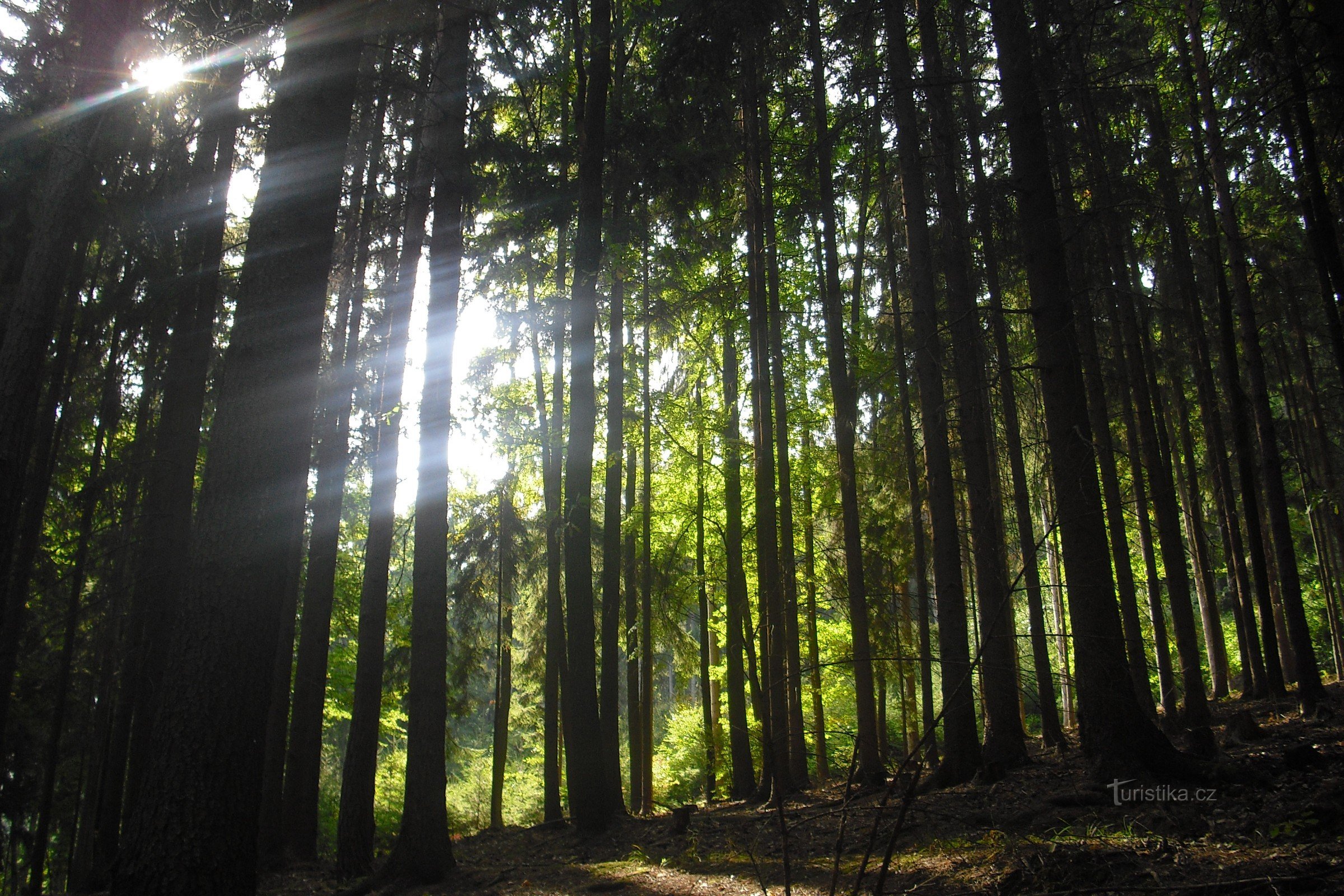 Poi il bosco..