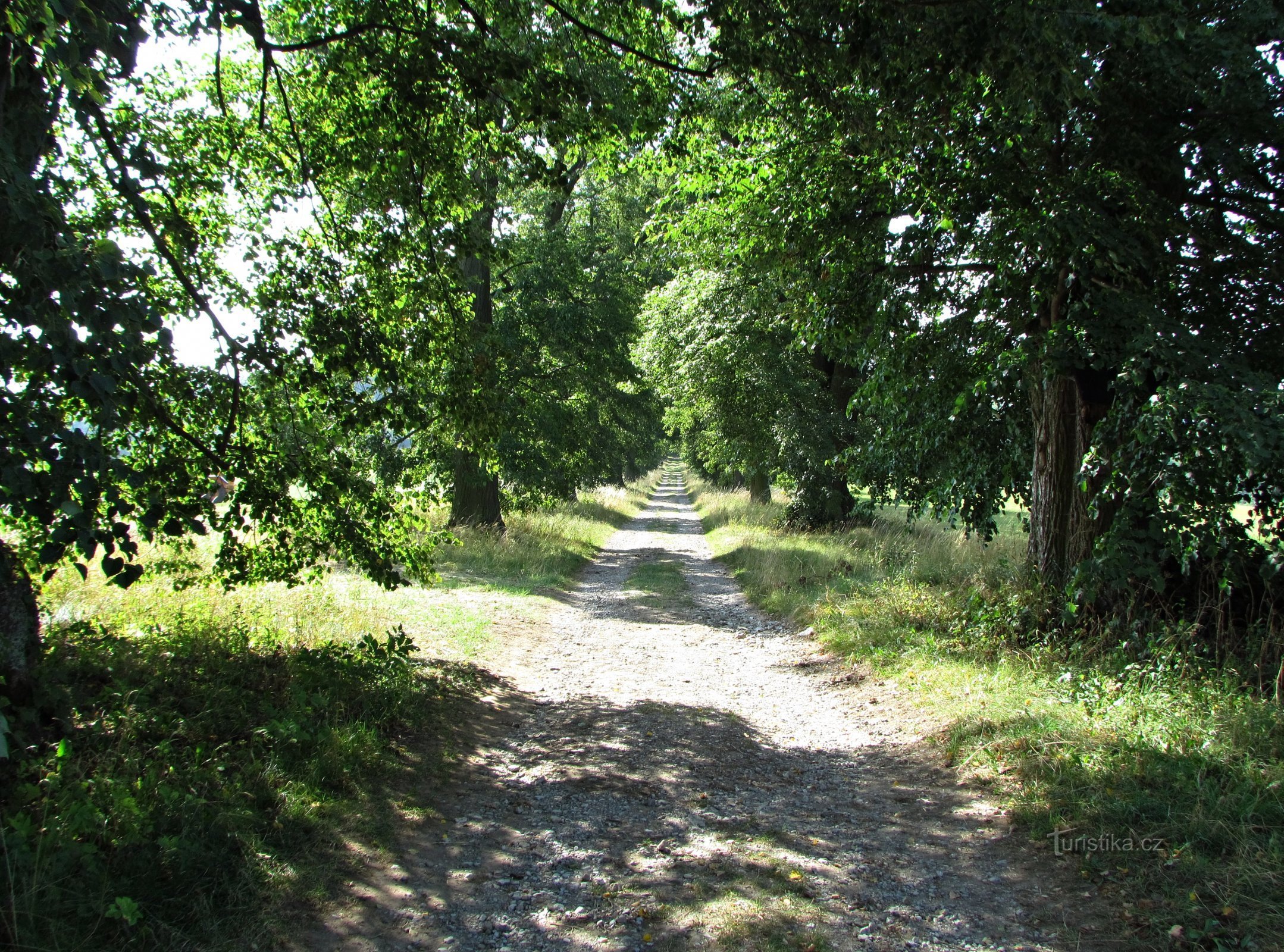 Memorial alley near Nový Dvorů