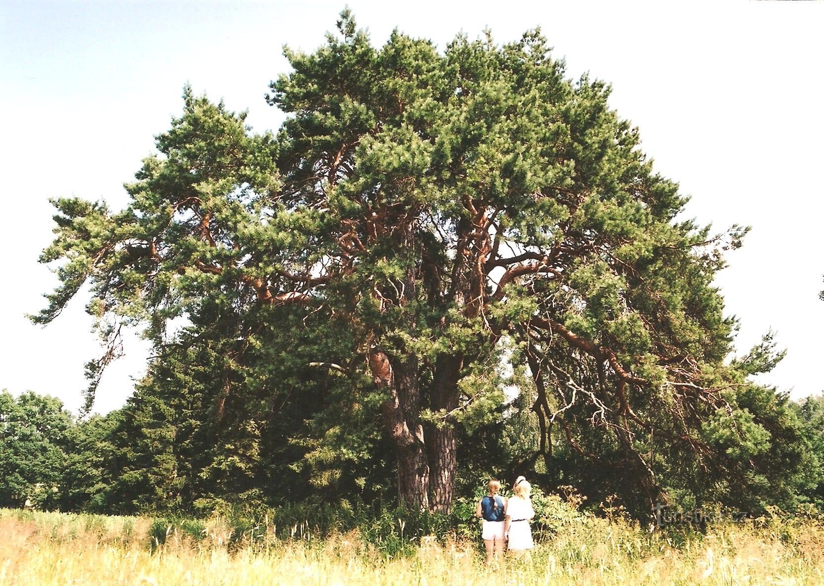 Památná borovice