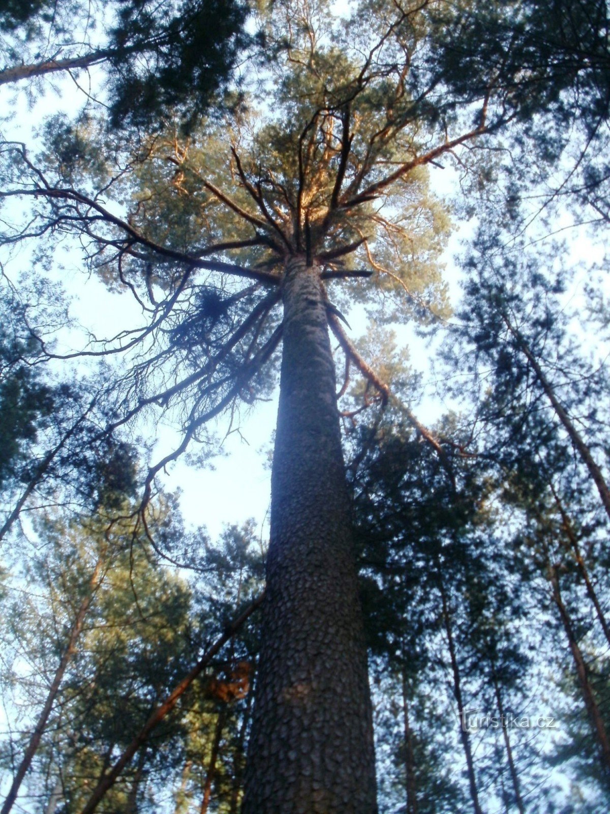 cây thông tưởng niệm - Hradecké lesy