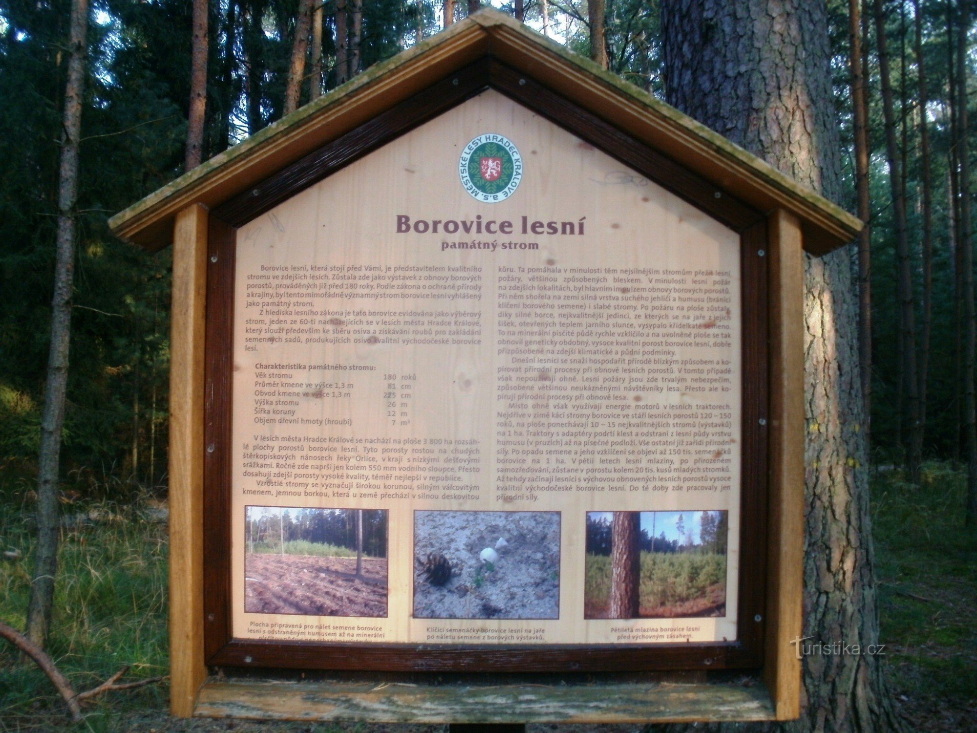 memorial pine - Hradecké lesy