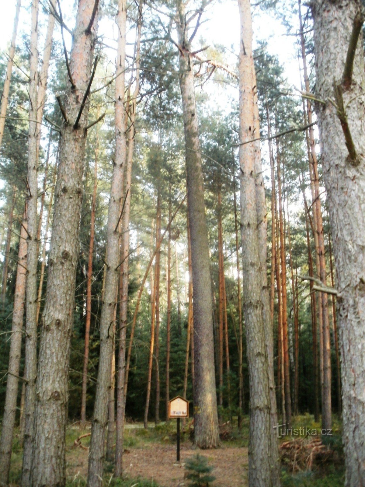 pino conmemorativo - Hradecké lesy