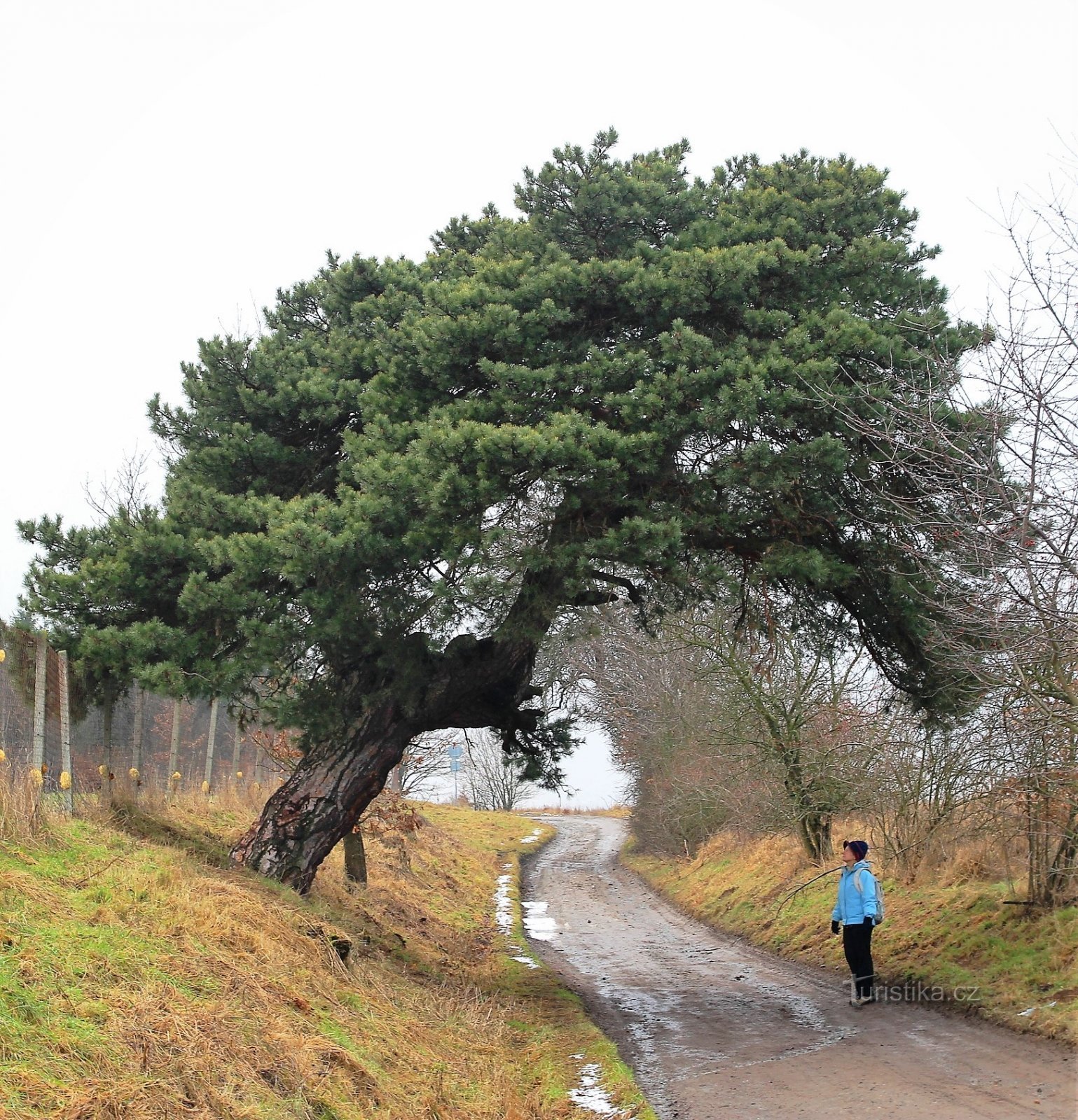 Memorial pine on the grounds