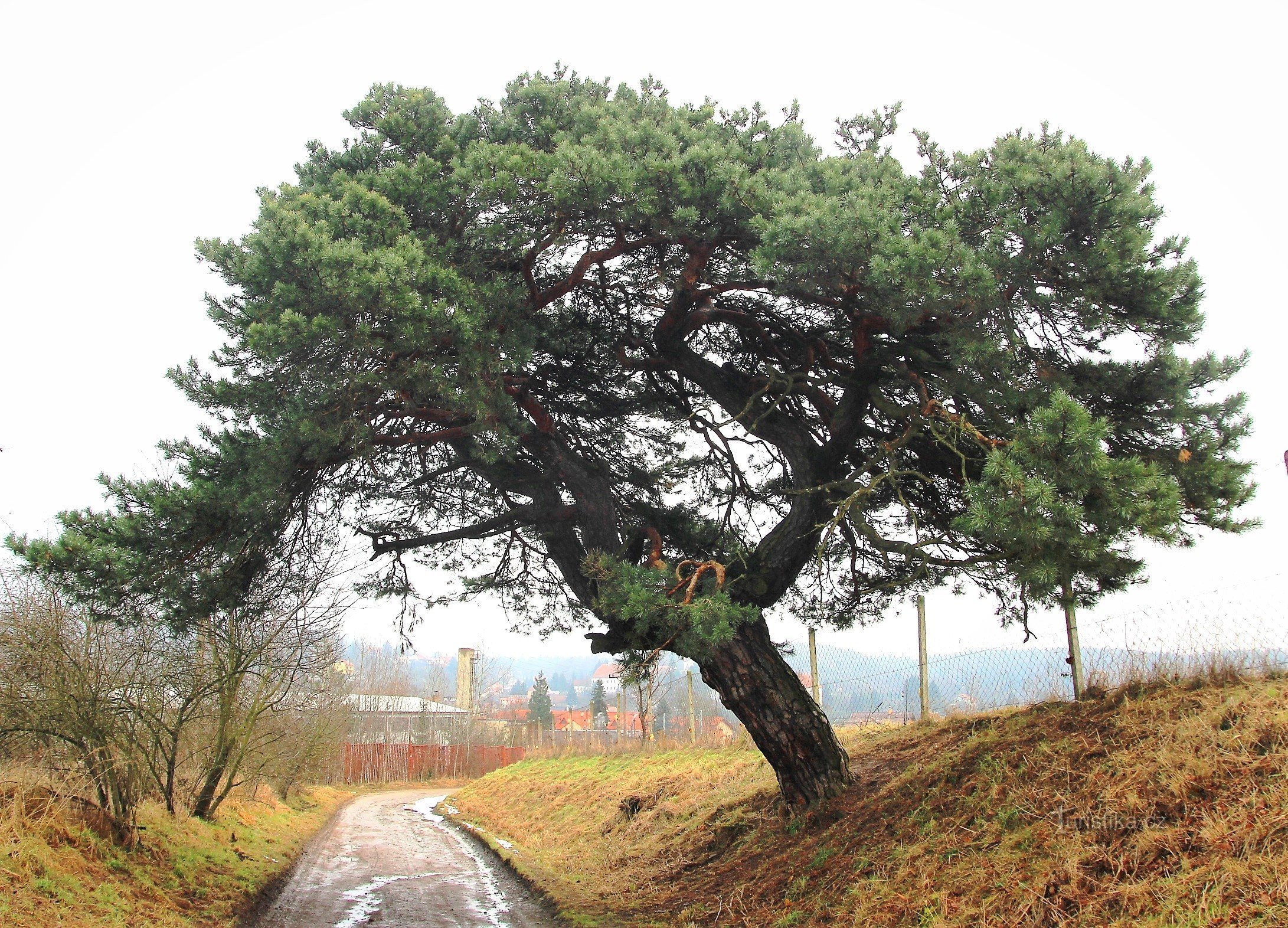 Memorial Pine auf dem Gelände