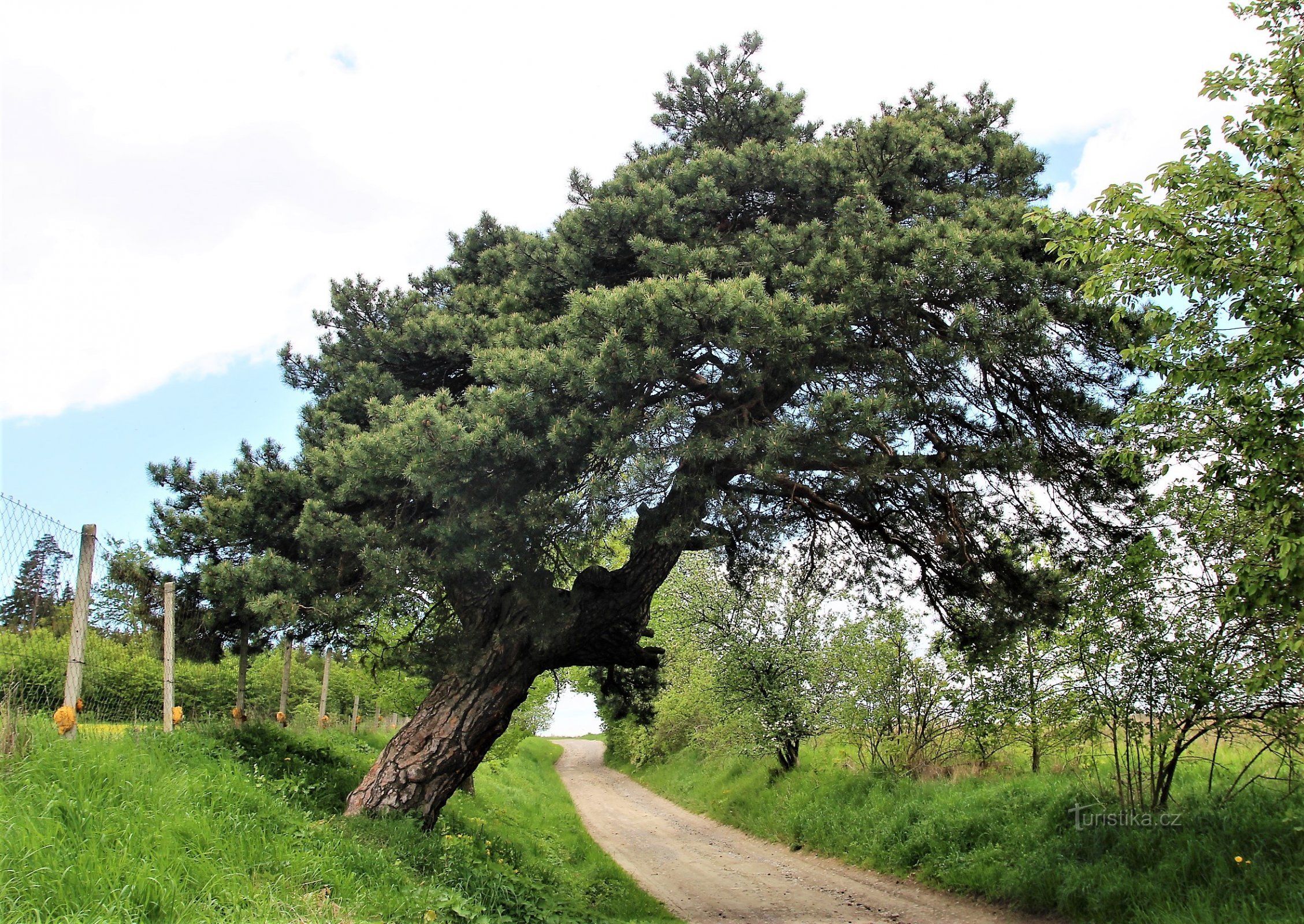 Memorial pine on the grounds