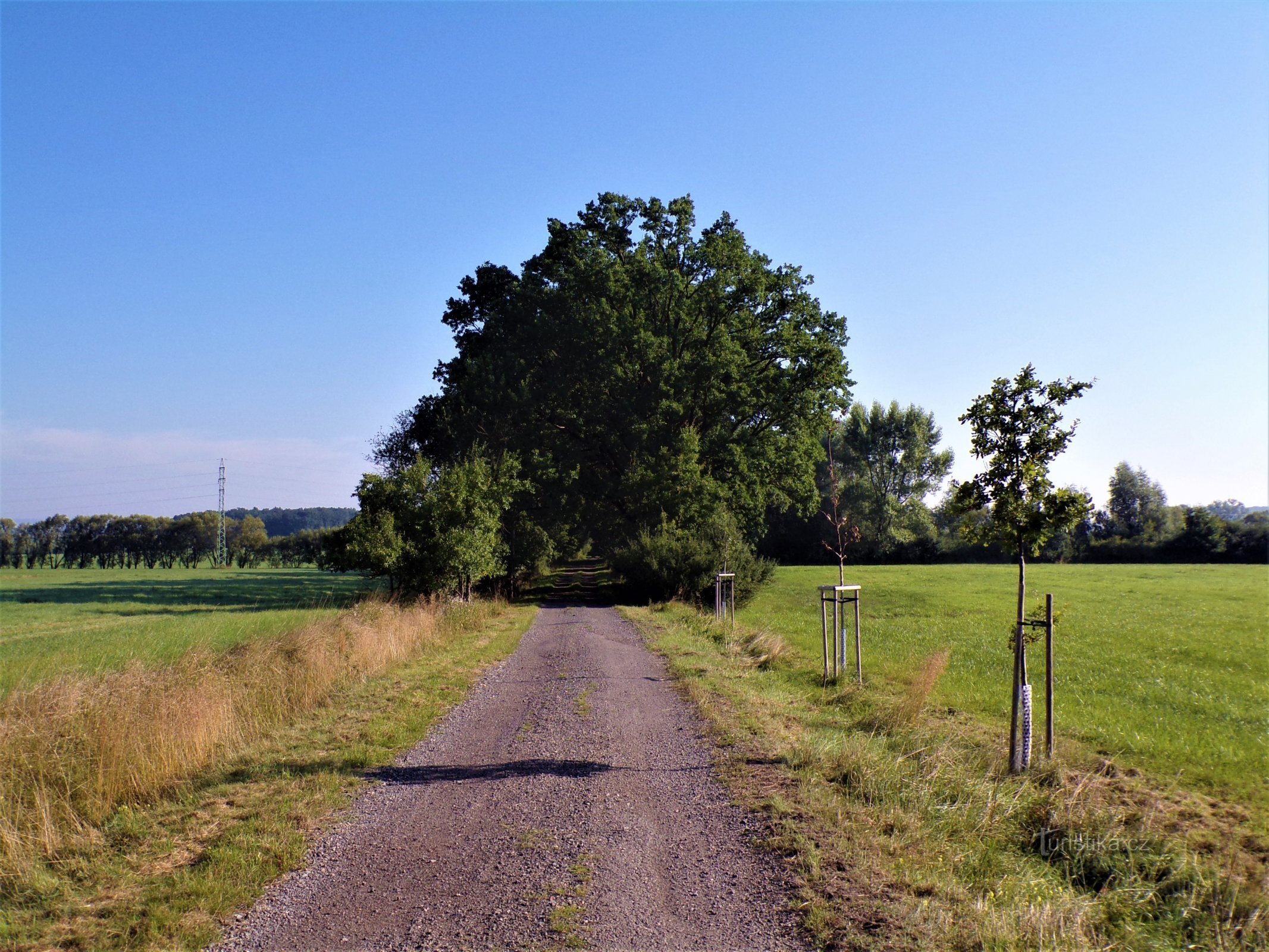 Pomnikowa aleja dębów Harracha nad stawem Homoláče (Lodín, 15.8.2021)