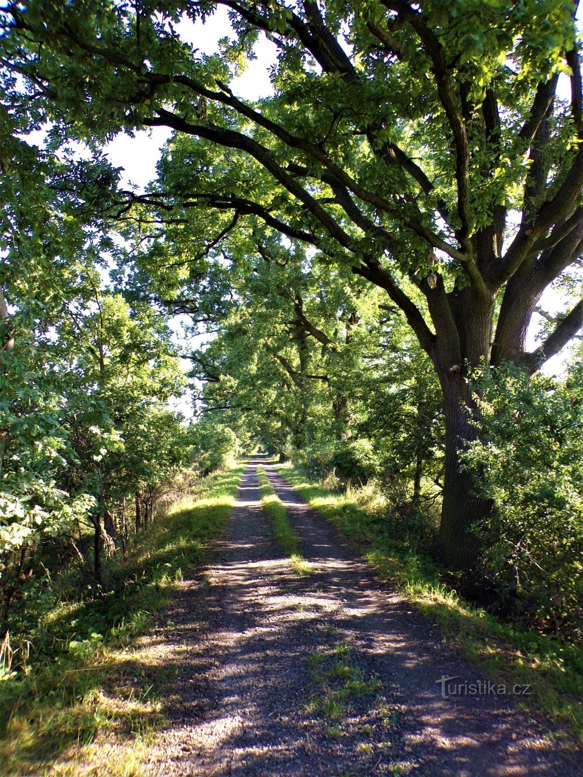 Harrach's memorial oak alley by the Homoláče pond (Lodín, 15.8.2021/XNUMX/XNUMX)