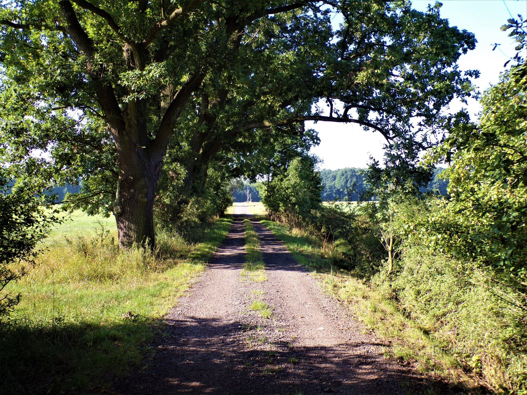 Pomnikowa aleja dębów Harracha nad stawem Homoláče (Lodín, 15.8.2021)