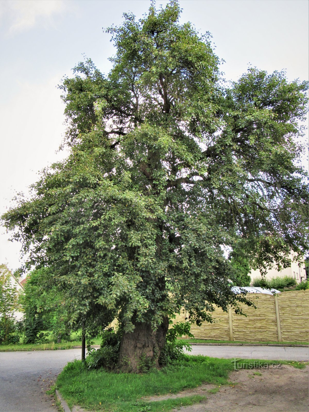 Memorial pear tree