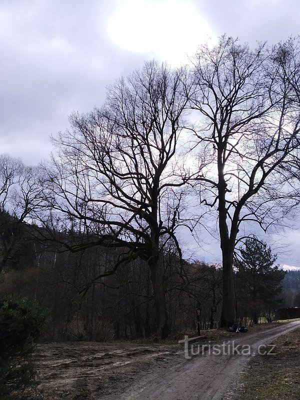 Památná je ta lípa vlevo (dál od cesty), ale ochranu by si zasloužily obě.