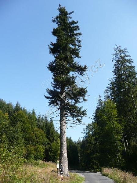 památná jedle v Řečici