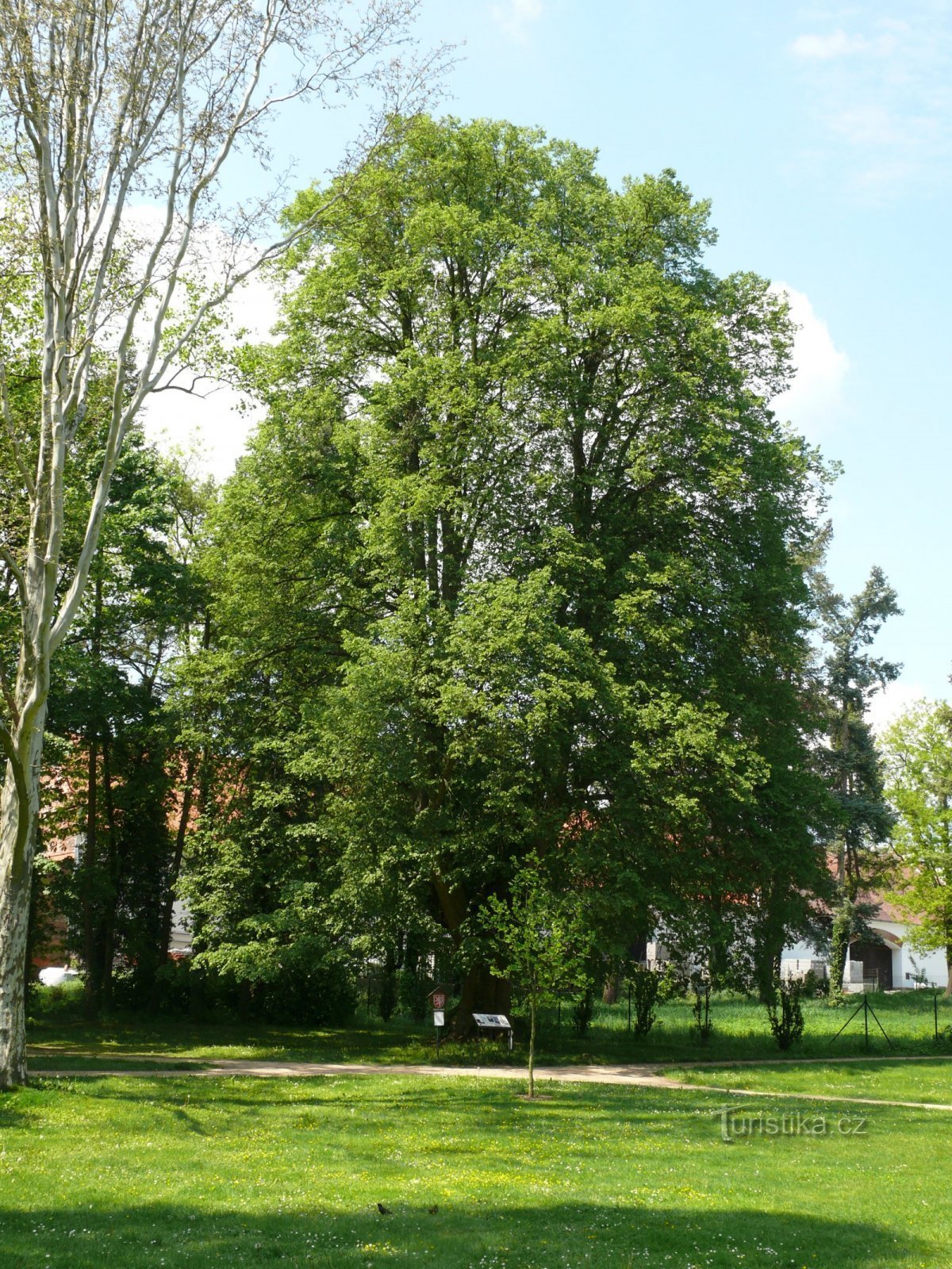 The memorial Kalenická linden