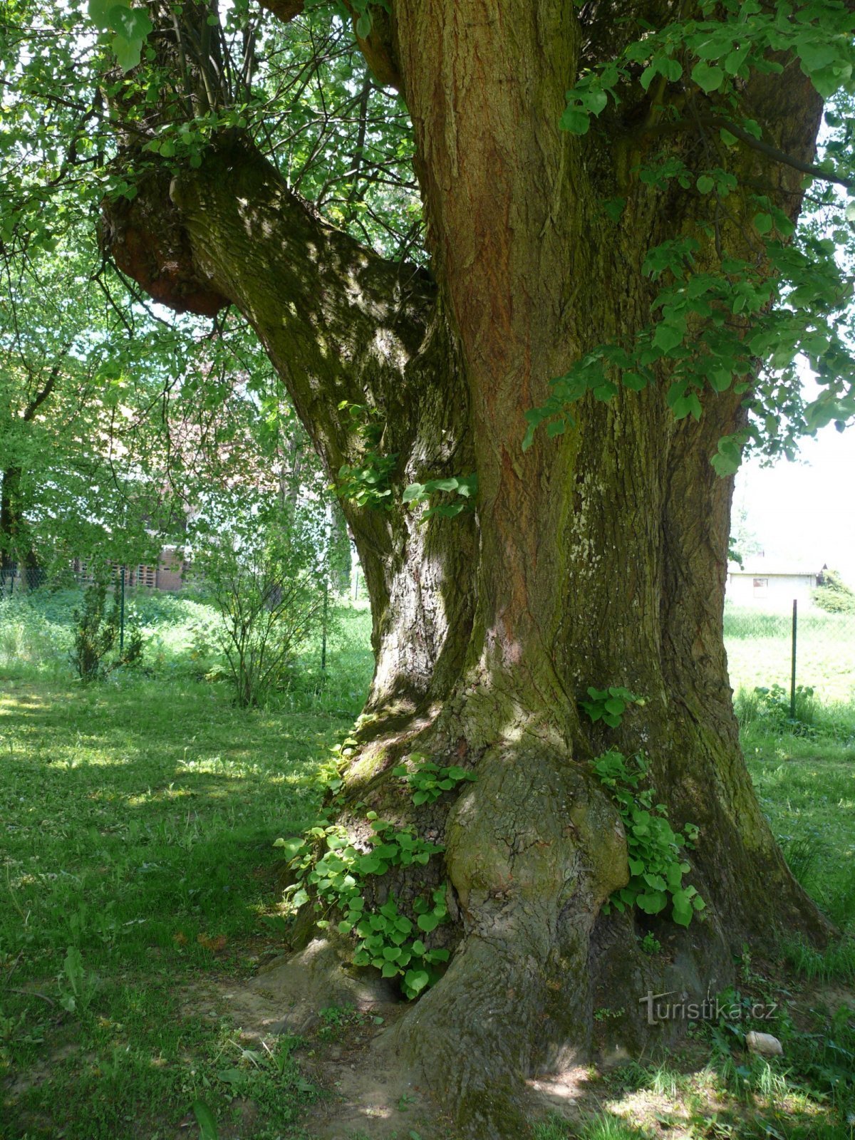 Het monument Kalenická linden