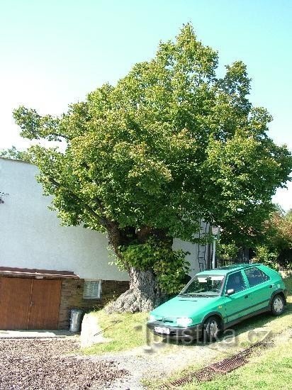 A memorial linden tree