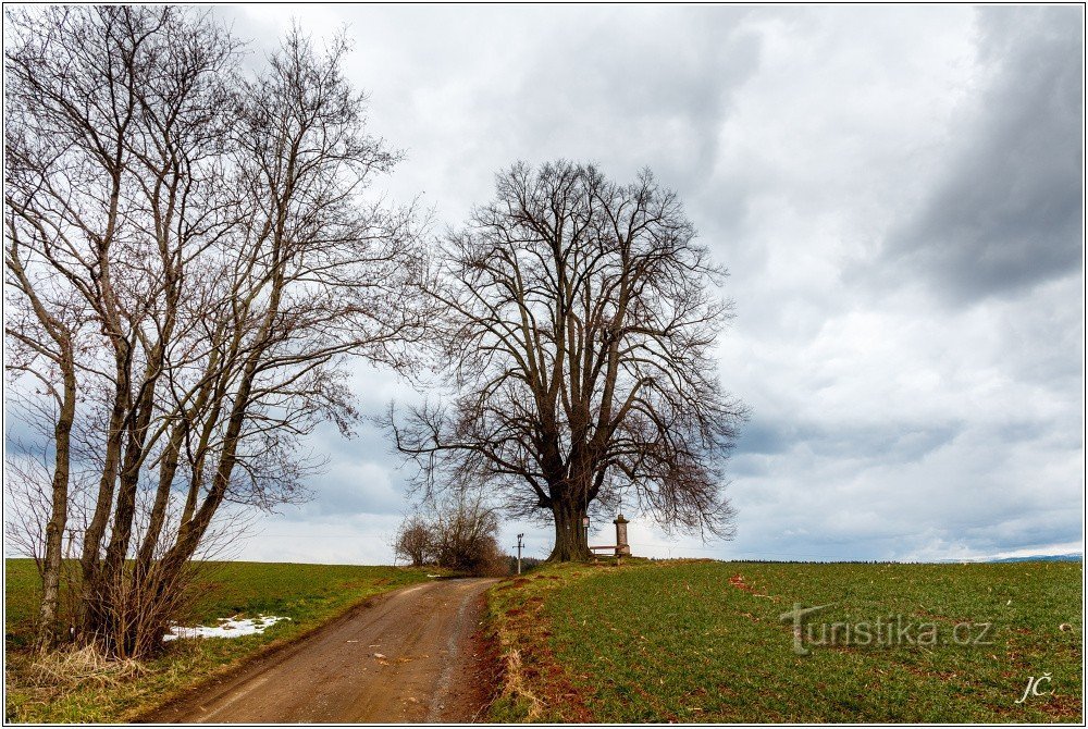 Gedenklinde auf Zigeuner