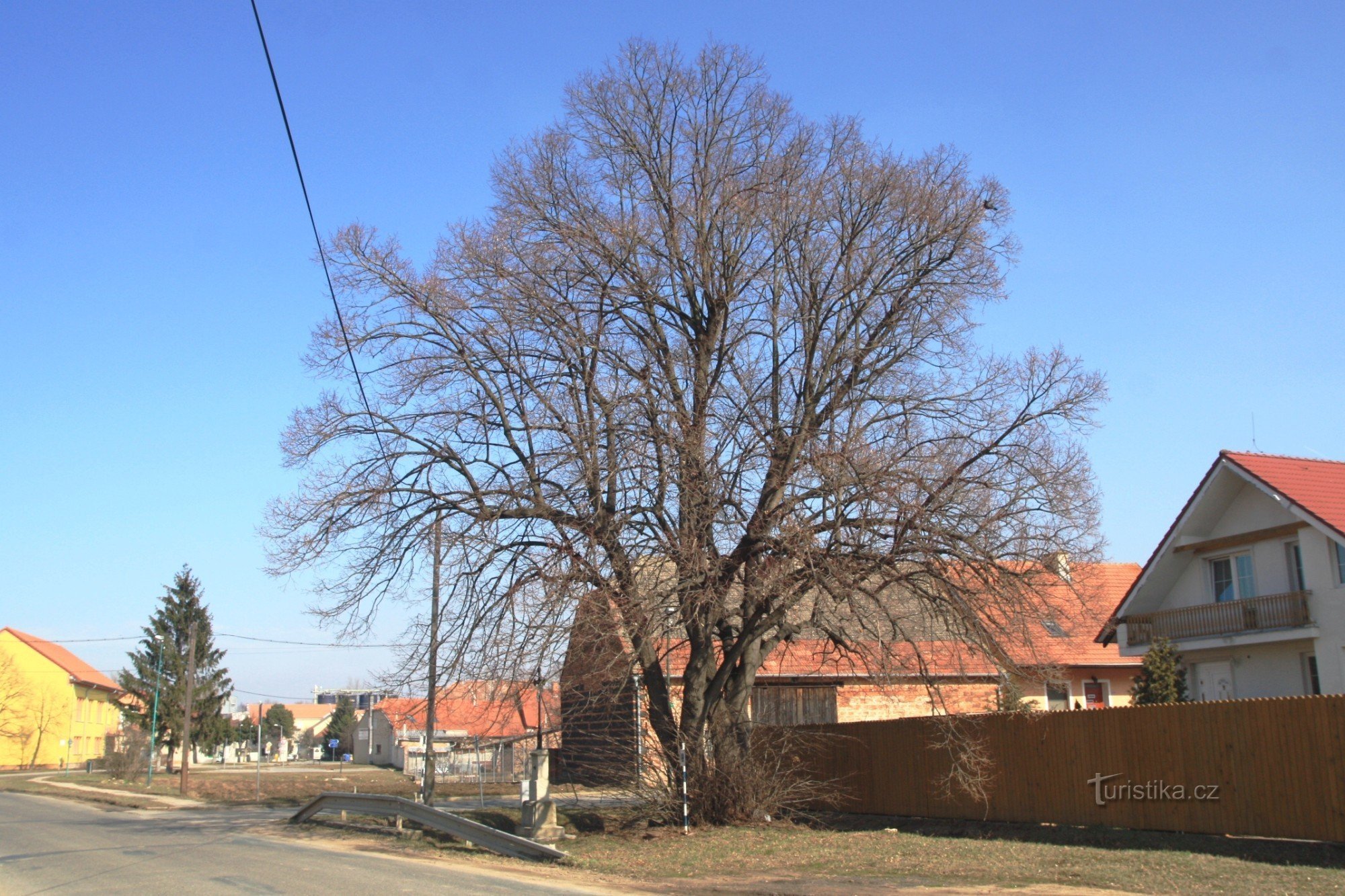 The memorial linden tree on Hrušovanská street