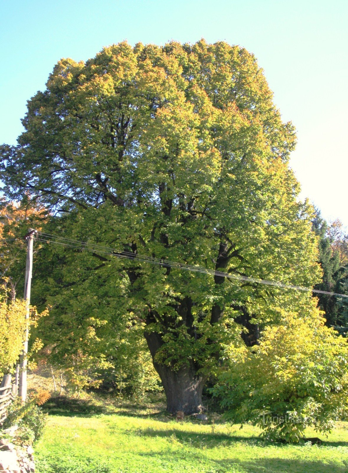 Memorial linden on Sýkoř