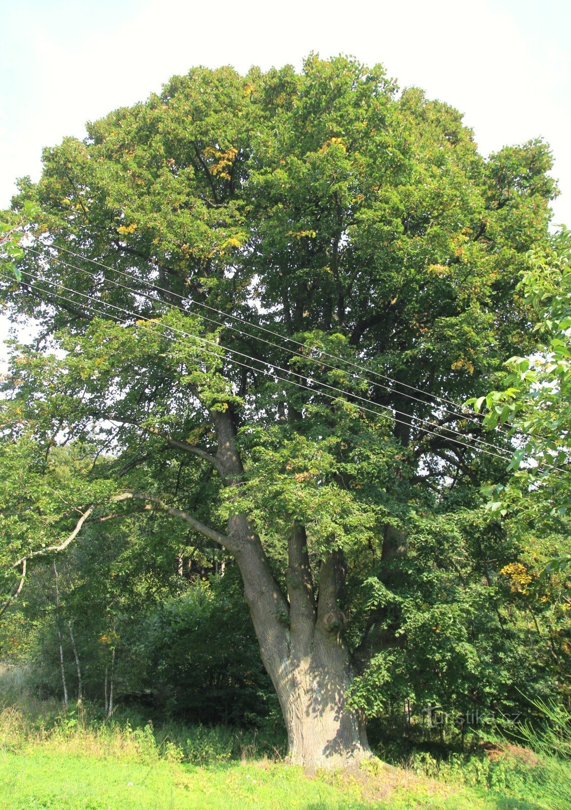 Memorial linden on Sýkoř