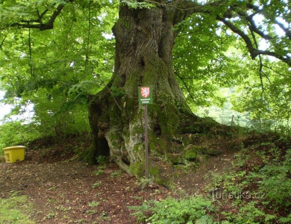 A tília memorial acima de Lešišov.