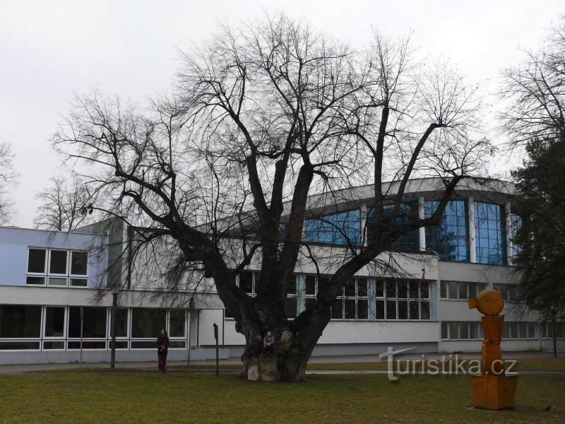 Památná lípa od jihovýchodu, v pozadí plavecký bazén