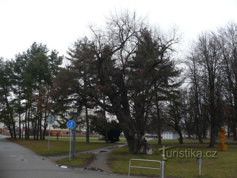 Pomnikowa lipa od południowego zachodu