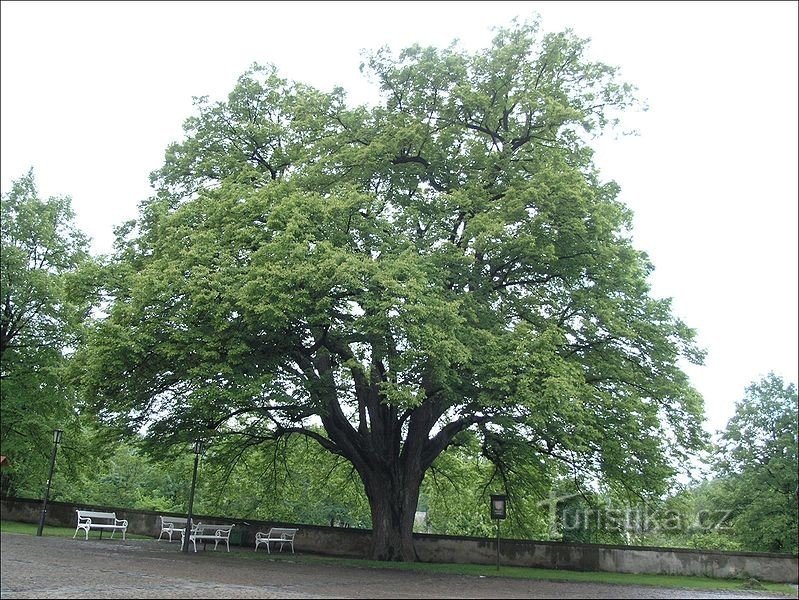 Memorial linden heart