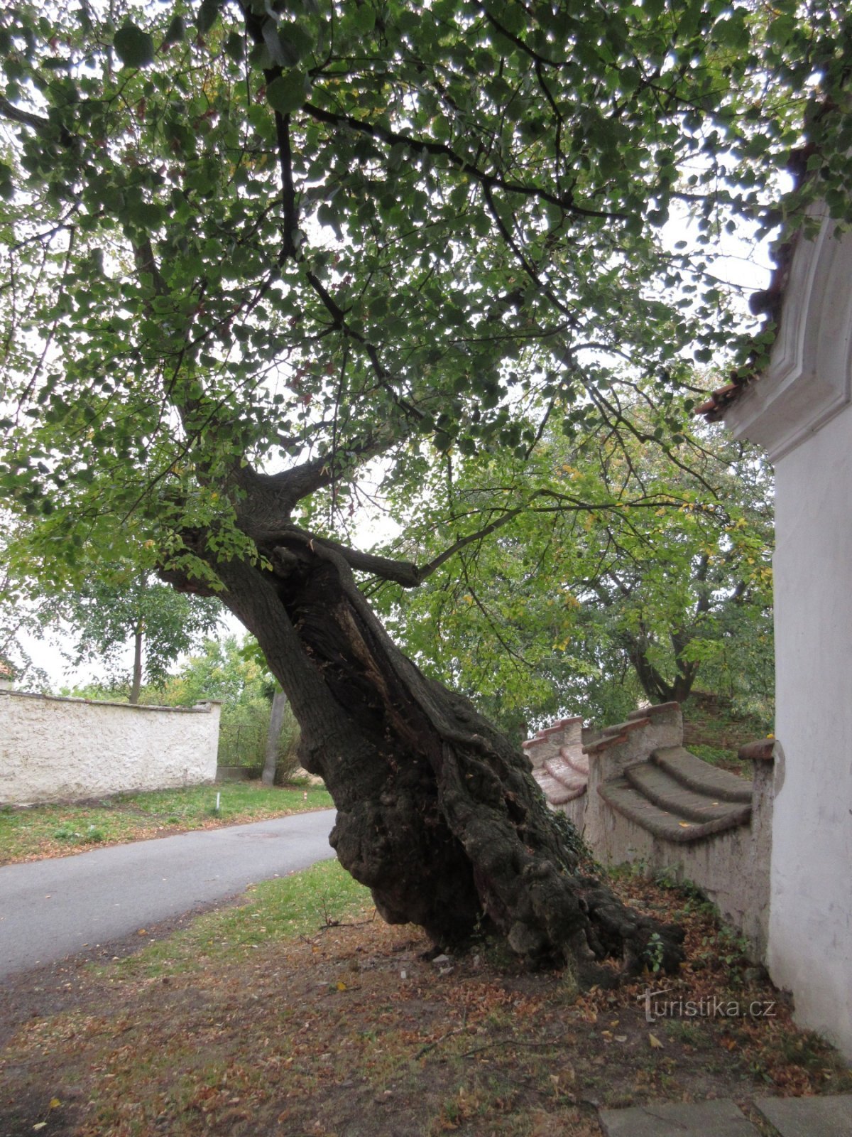 Tilleul commémoratif près du mur du cimetière