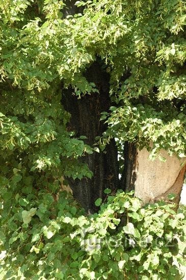 Le tilleul commémoratif de Chotěborky : une cavité dans l'arbre après avoir été frappé par la foudre