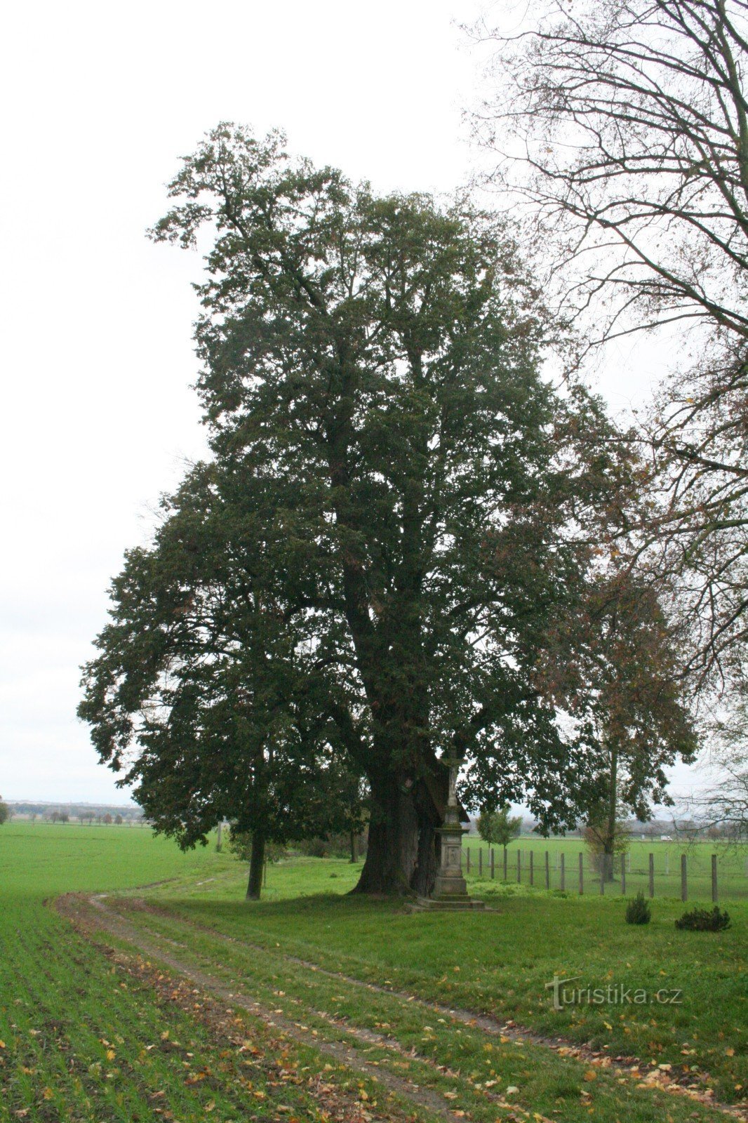 Herdenkingslindeboom in Dolany