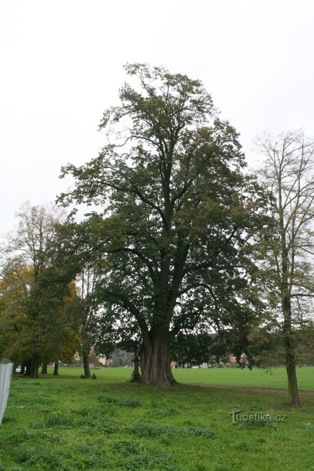 Αναμνηστικό δέντρο ασβέστη στο Dolany