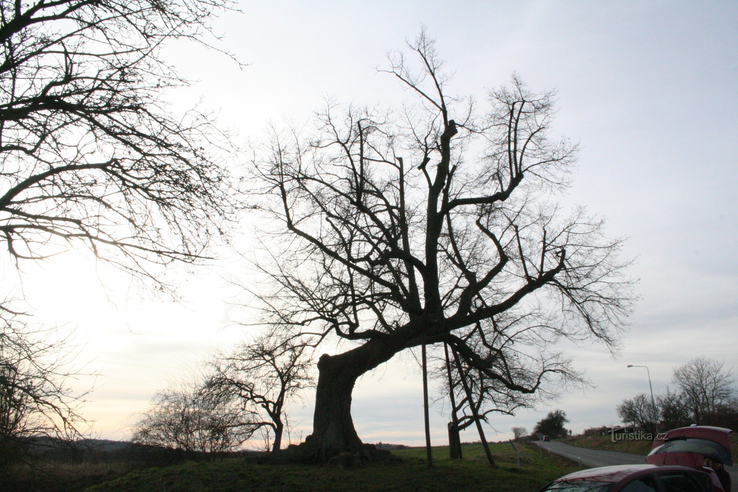 Drahelčice 的纪念椴树