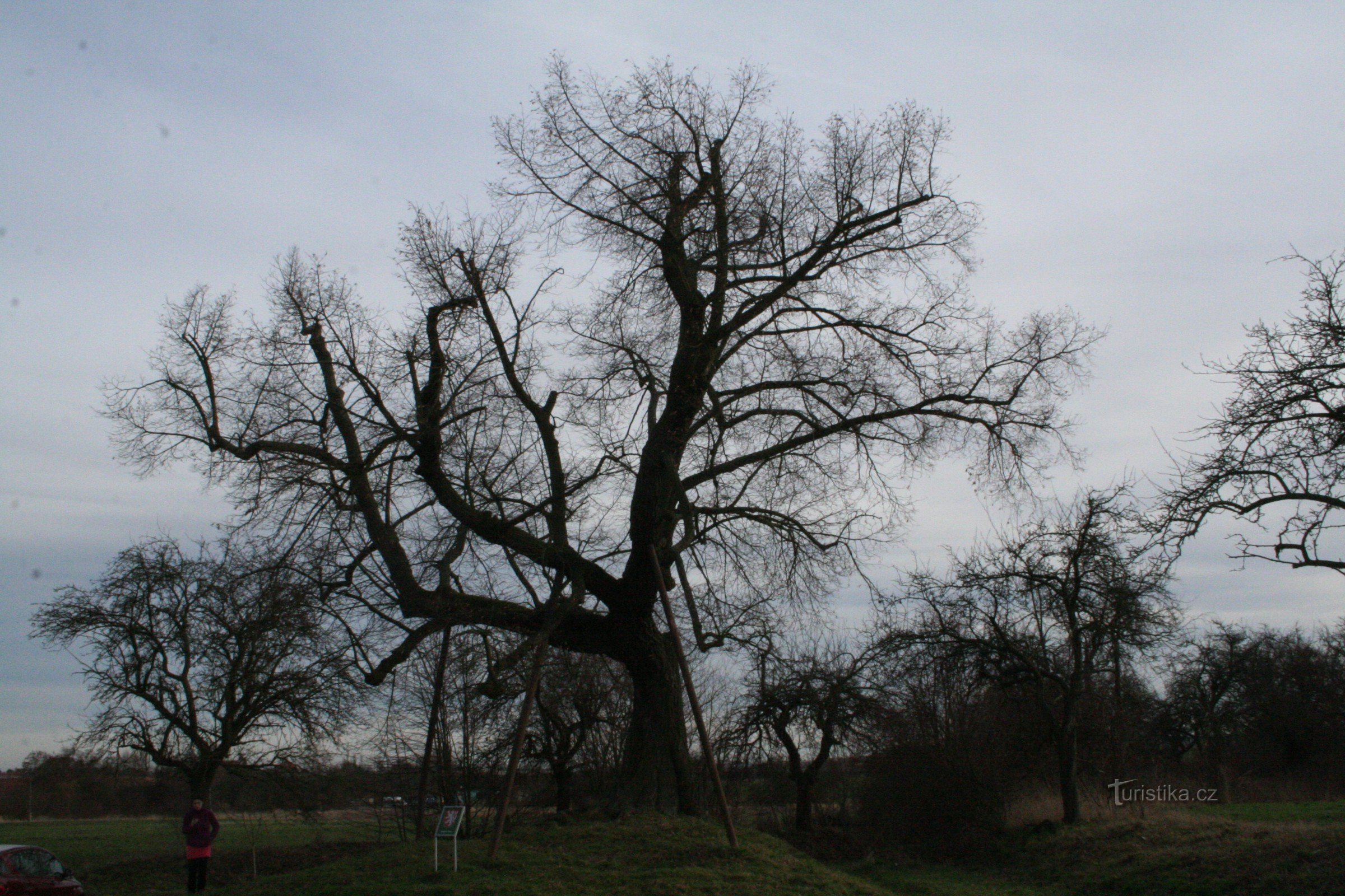 Αναμνηστικό δέντρο ασβέστη στο Drahelčice