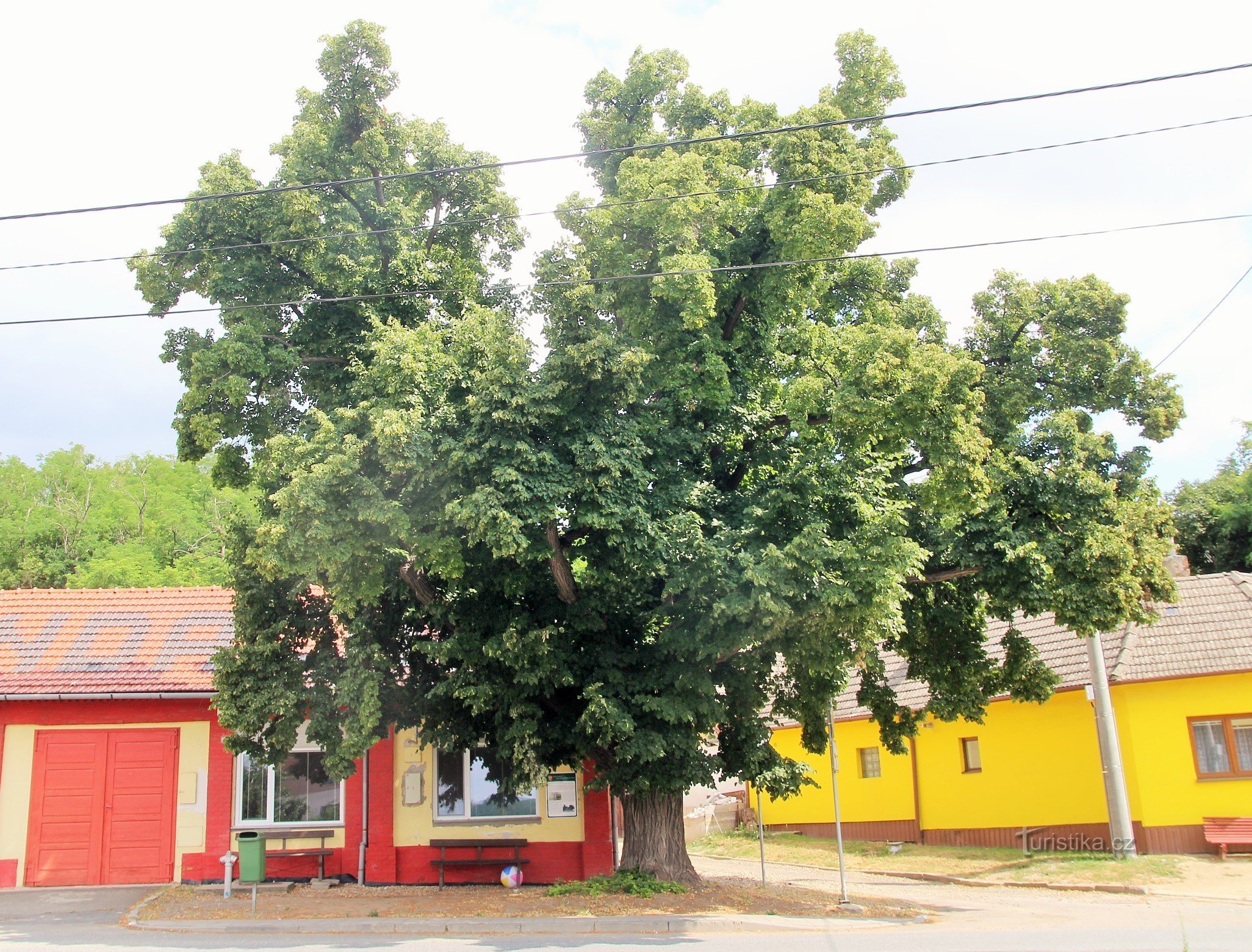 MoravskéBrániceの記念菩提樹