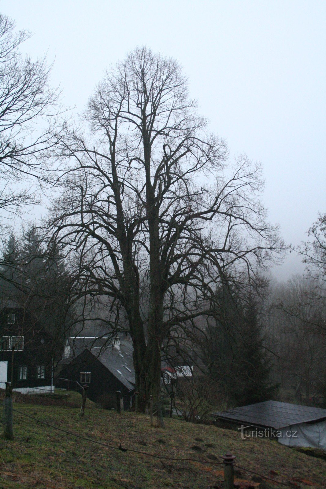 De herdenkingslindeboom in Přední Alojzów