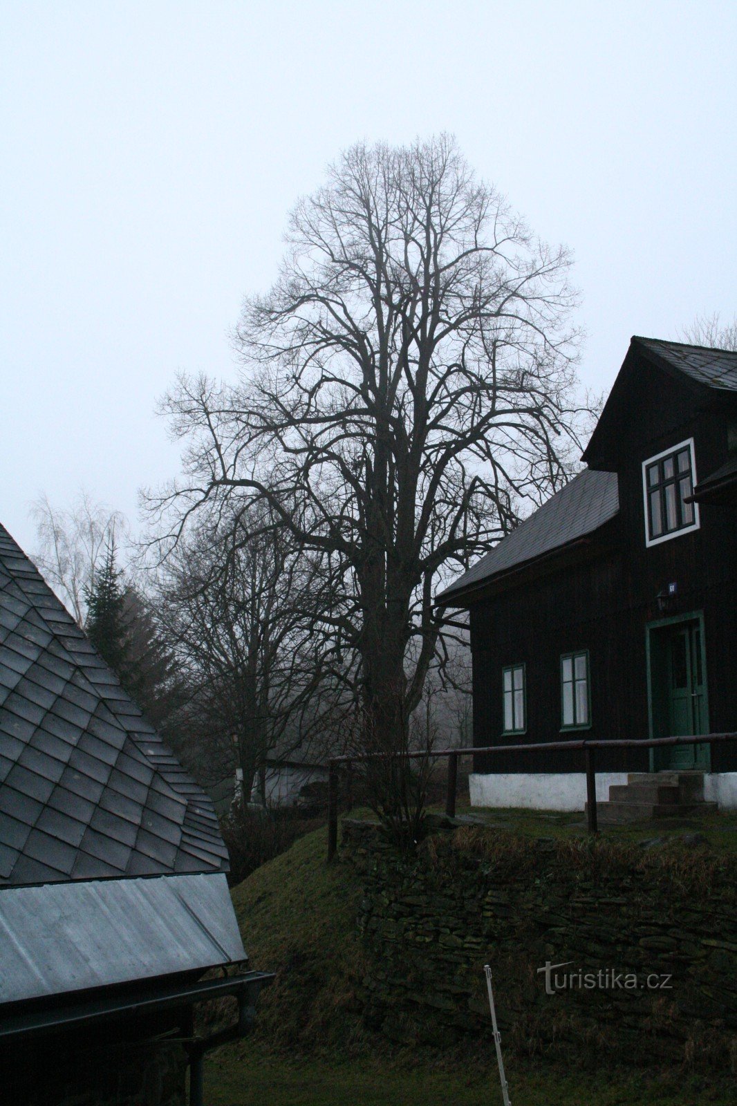 A tília memorial em Přední Alojzów