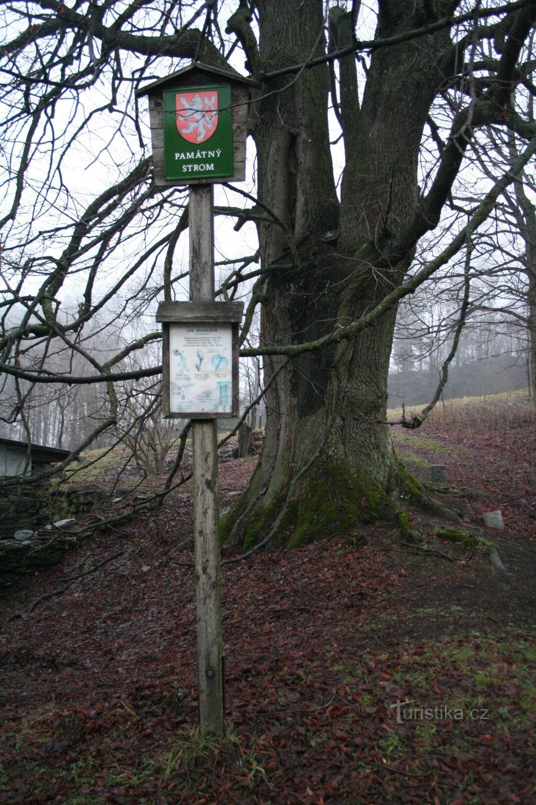 Přední Alojzów 的纪念菩提树