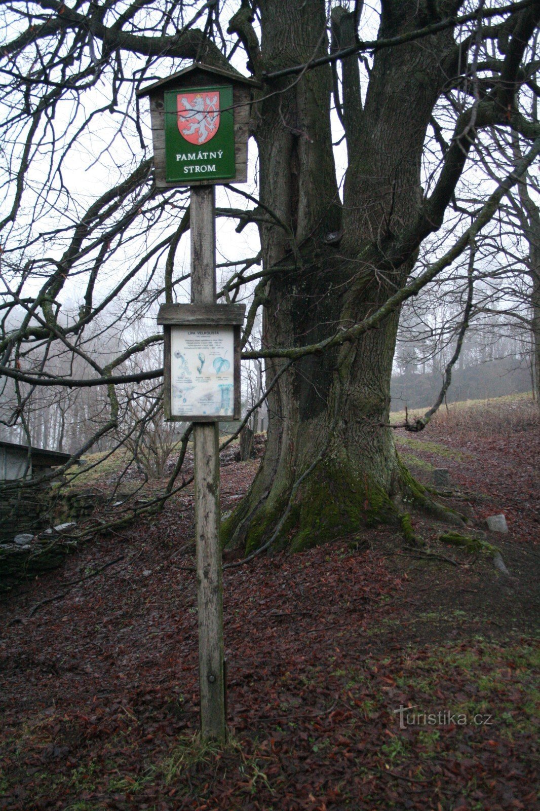 The memorial linden tree in Přední Alojzów