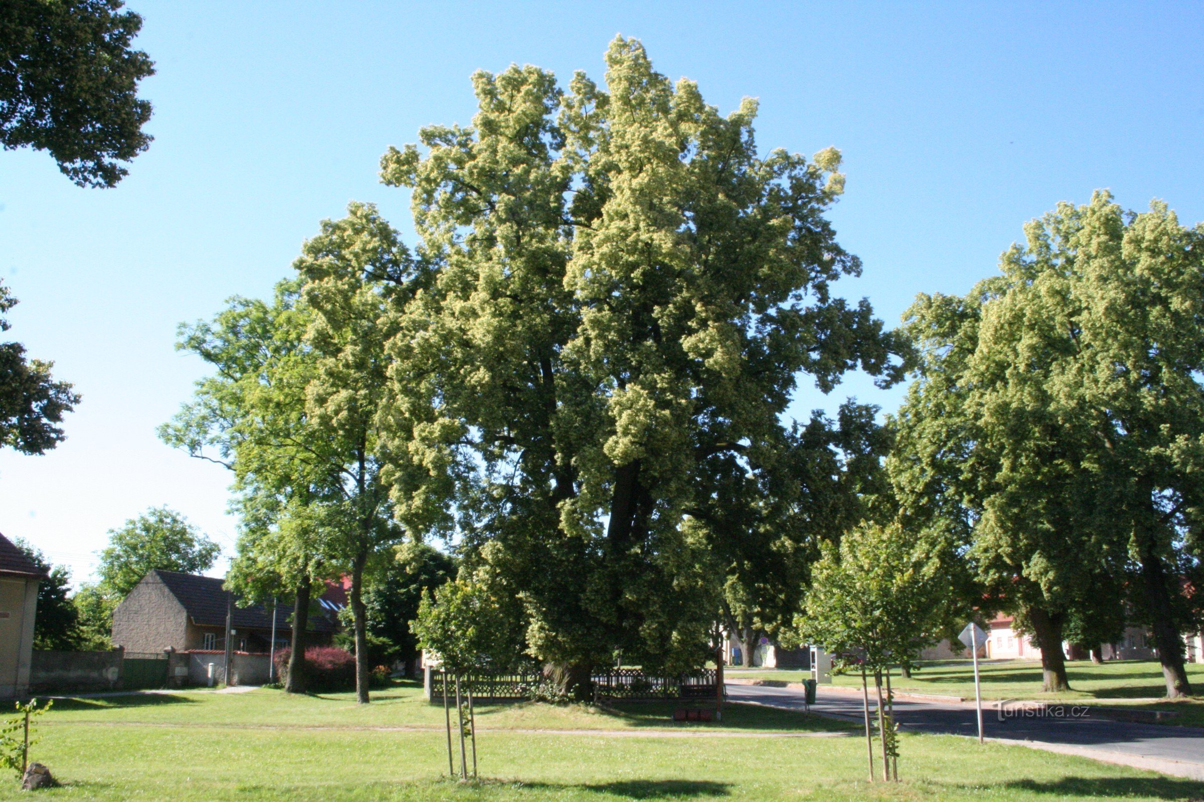 Tei memorial în Úhonice