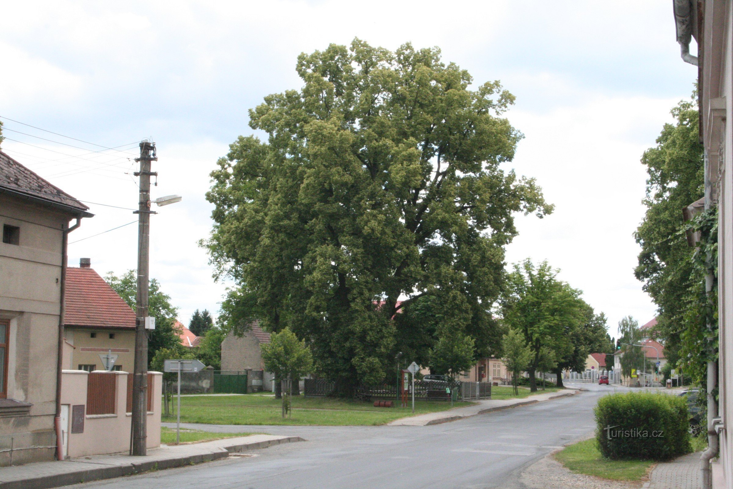Αναμνηστικό δέντρο ασβέστη στο Úhonice