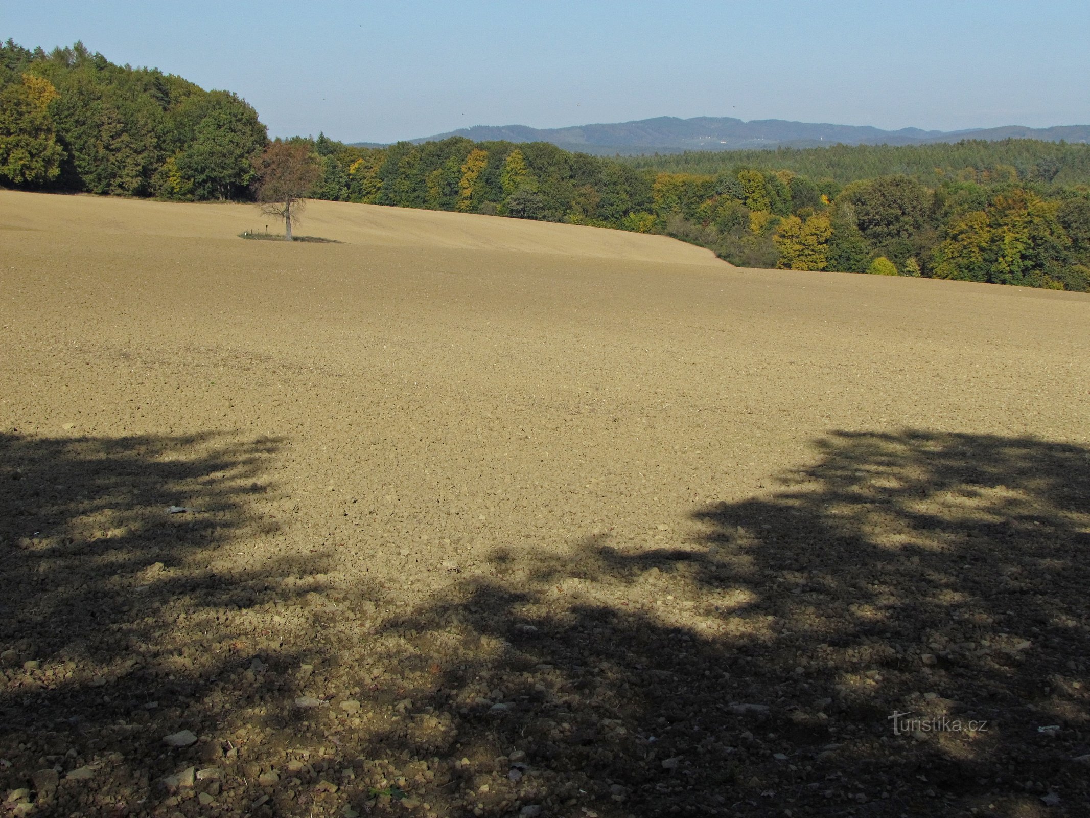 Gedenkkirschbaum in der Nähe von Šťákové pasek