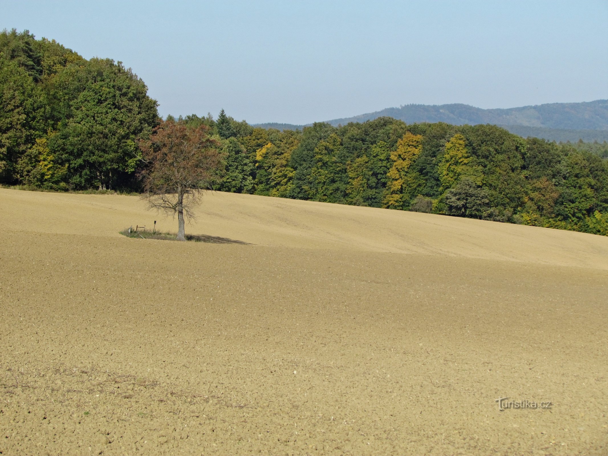 Gedenkkirschbaum in der Nähe von Šťákové pasek