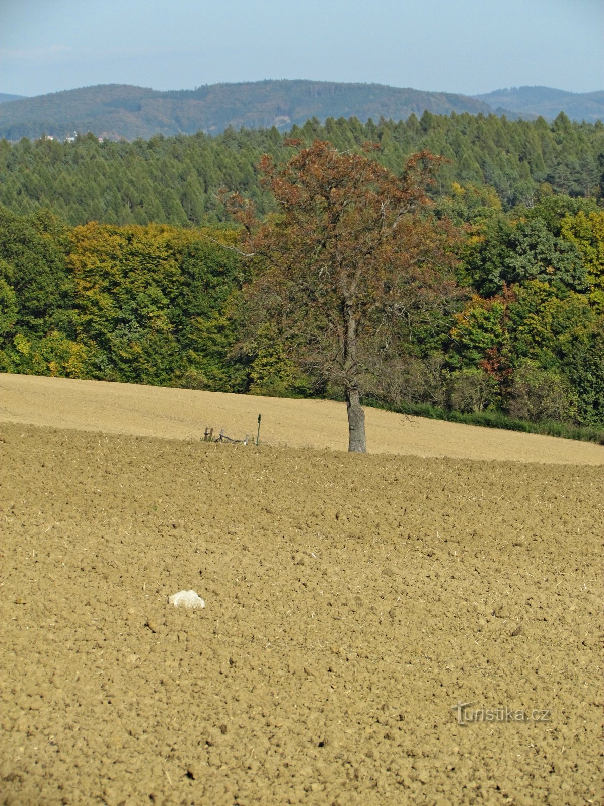 Gedenkkirschbaum in der Nähe von Šťákové pasek