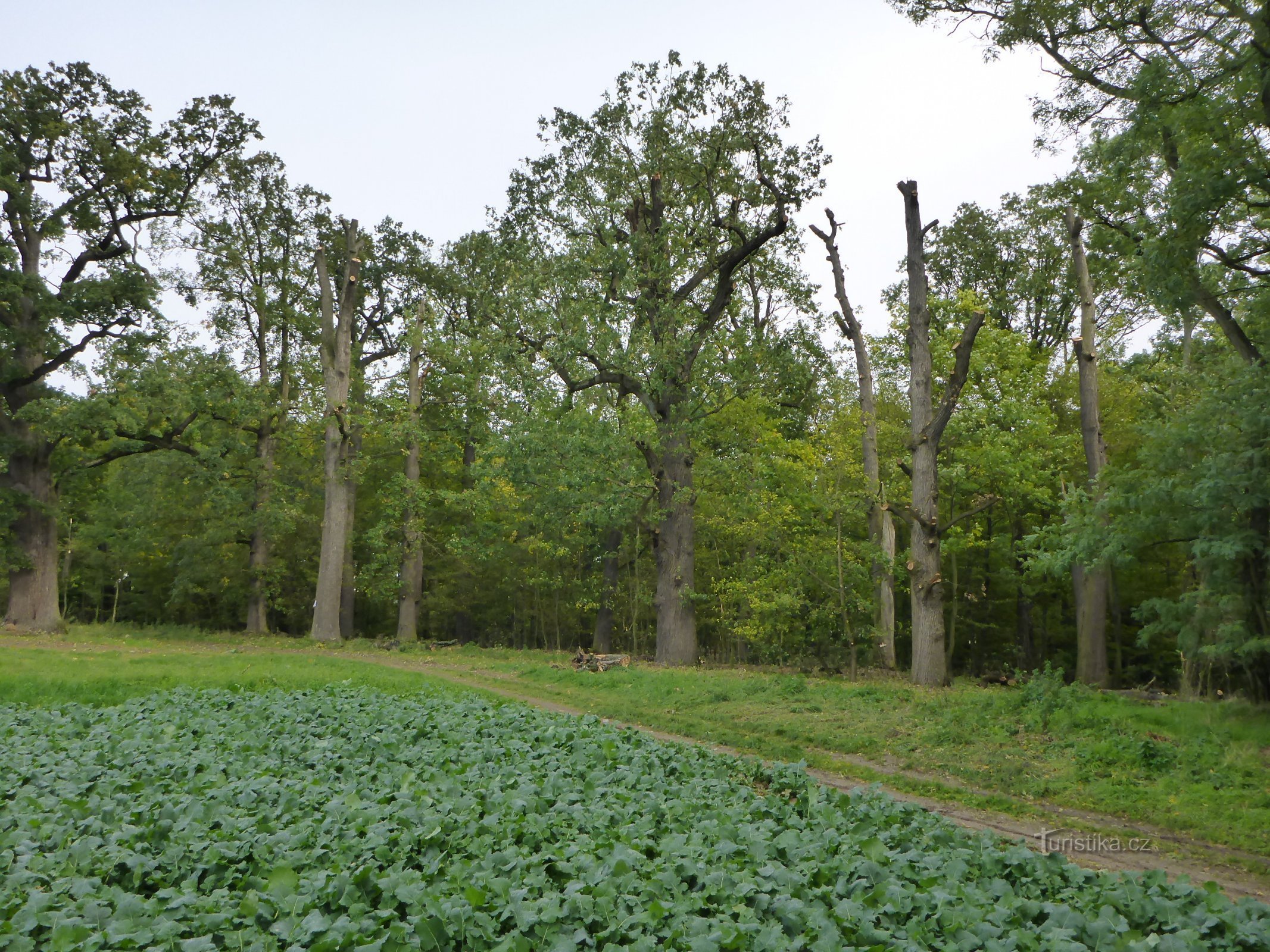 Památné duby u Hrotovic na Třebíčsku ošetřili arboristé