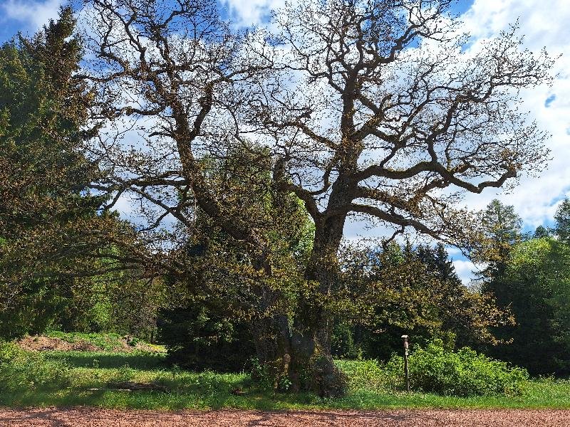 památné duby v Brdech