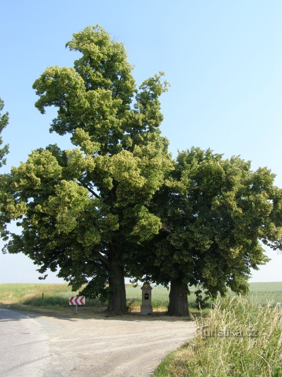 Památné lípy nad Zaloňovem