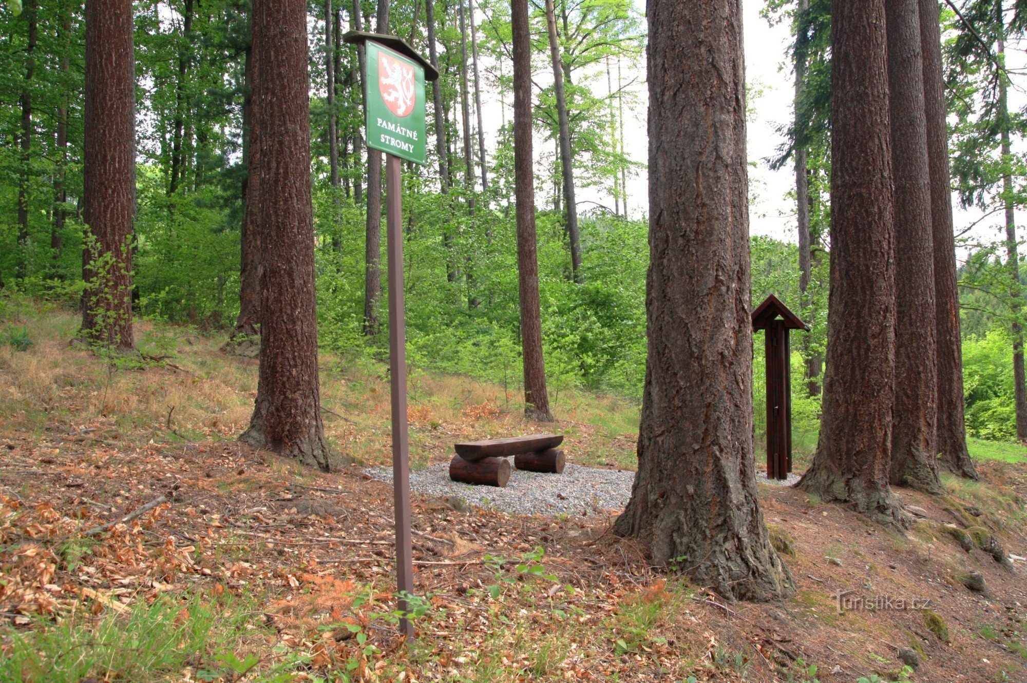 Memorial Douglas fir trees at the Jubilee site