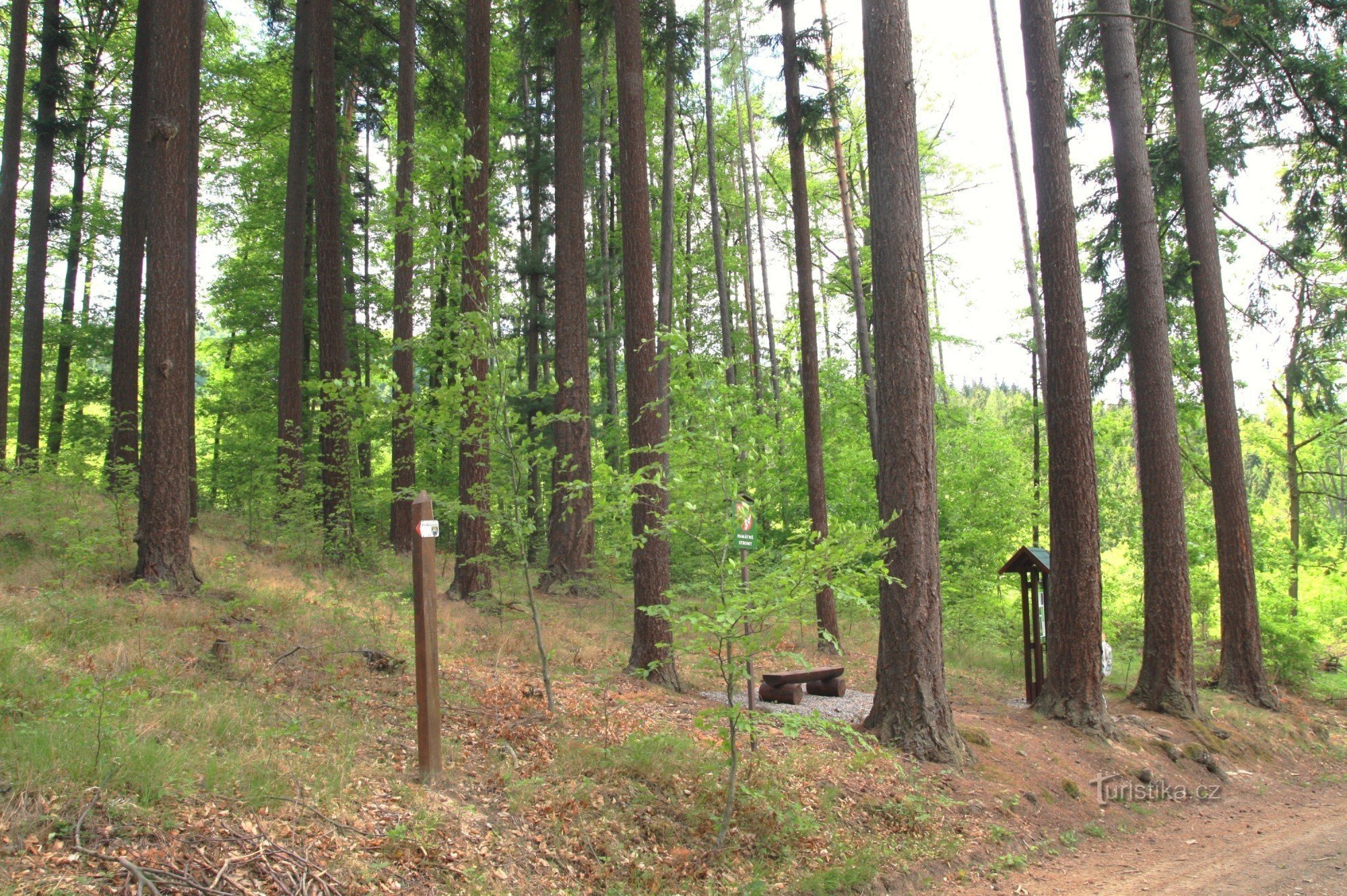 Memorial Douglas fir trees at the Jubilee site